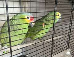 amazon papegoja  8000kr