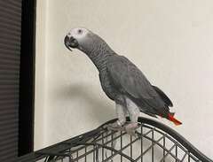 papegoja casco