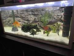 Komplett akvarium 300 liter