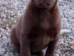 Labrador valp , 1 brun tik...