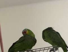 ett par amazon papegoja
