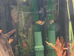 akvarium fisk till salu