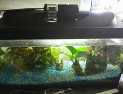 akvarium med fiskar