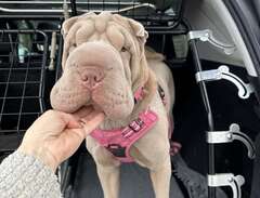Shar Pei lilac dilute med s...