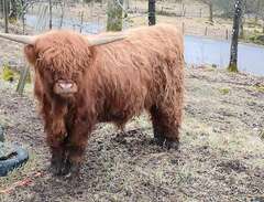 Highland Cattle tjur