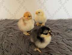 Dvärgkochin kycklingar