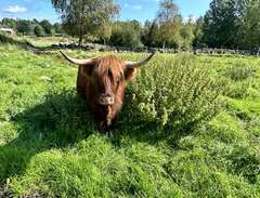 Highland cattle 2 kossor