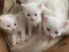 Tre härliga kattungar