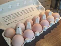 Ägg från Australorper säljes!