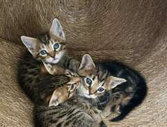Fyra bedårande kattungar -...