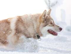 American Wolfdog tikvalp