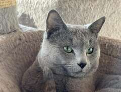 Russian blue katt kastrerad...