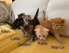 Fem underbara kattungar