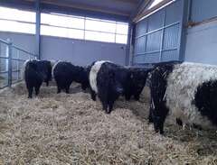 Belted Galloway & Highland...