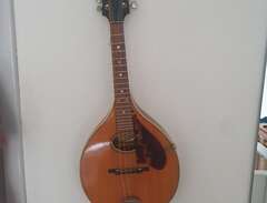 mandolin levin