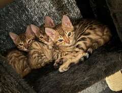 Bengal kattungar med stamtavla
