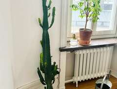 Stor kaktus Euphorbia 170 cm