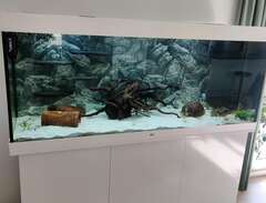 450l akvarium + 2 axolotlar