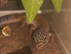 leopardgecko ödla