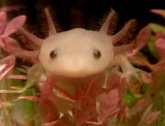 Axolotl (Leucistisk)