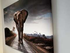 Canvas tavla elefant