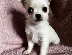 Långhårig Chihuahua valp Re...