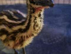 emu kycklingar