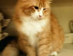 sibirisk katt 1,5 år underb...