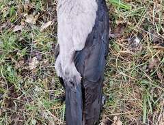 Apportvilt - kråkor