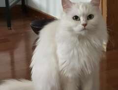 Sibirisk katt med Stamtavla