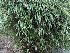 Bambu , stor planta
