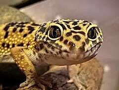 Leopardgecko f. sept -23