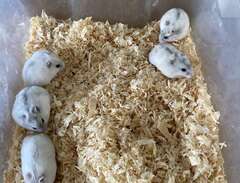 5 st dvärg hamster