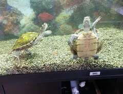 2 stycken sköldpaddor sälje...
