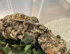 Leopardgecko med terrarium