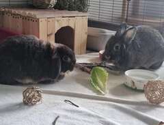 Två kaniner söker nytt hem