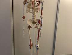 Skelettmodell 3B Scientific...