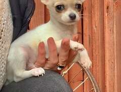 Härlig  liten SKK Chihuahua...