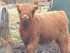 Highland Cattle kvigkalv