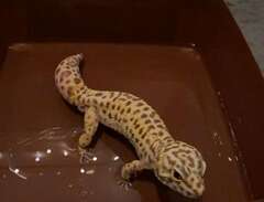 leopardgecko + terrarium