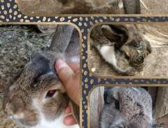 Underbara kaniner
