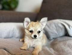 Långhårig Chihuahua Tik Val...