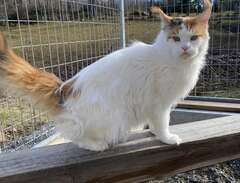 Omplacering Maine Coon hona