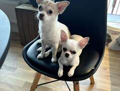 2 chihuahuor omplaceras