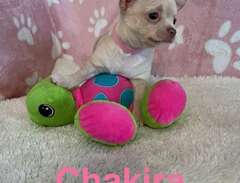 Renrasig Chihuahua valp (Tik)