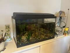 Akvarium 60 liter med guppy...