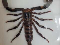 skorpion tavla