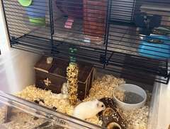 Hamster med tillhörande bur