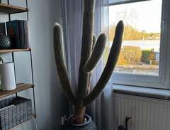 kaktus ca 150cm, 180cm med...