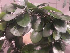 2 st stora krukväxter Hoya